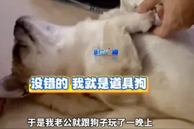 近日，山东烟台。“狗识新婿”是一句俗语，狗子能记住自家主人们的气味，新女婿身上也有主人的气味，所以它很亲近。#宠物#狗子#新女婿视频封面