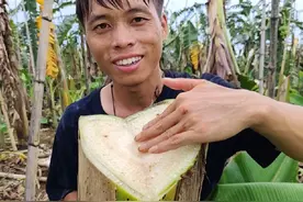 香蕉树一年一次，砍了之后，留旁边的小芽就行视频封面