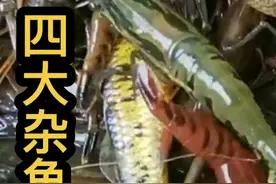 这四种小杂鱼钓鱼人看见就摇头#淡水鱼 #趴地虎 #杂鱼 #科普知识视频封面