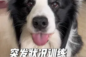 都说边牧当不了警犬的原因是遇到危险它先撤，我就不信邪，今儿我们就要提前演练一下，在不同突发状况下边牧的正确应对方法！#边牧 #小狗狗能有什么坏心思 #狗是狗边牧是边牧视频封面