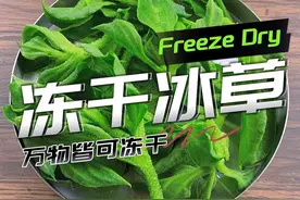 《冻干冰草》能当盐用？ #冻干蔬菜 #冻干技术 #冰草 #冰草的吃法视频封面