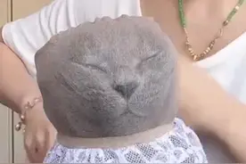 手把手教你怎么控猫，剪指甲#控猫大法 #控猫大法 #刘七号 #丝袜套头