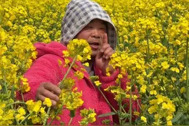 油菜花都开了，你怎么还不来看我～#春天油菜花 @DOU+小助手 @抖音短视频视频封面
