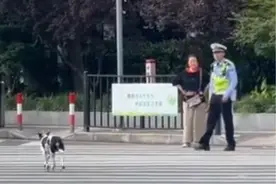 可爱一幕！狗狗闯红灯被交警吹哨教育，网友笑评：这不罚点狗粮，不用朋友圈集赞吗？@抖音短视频视频封面