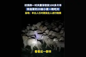 村民称一对夫妻深夜放100多只羊，将自家的20亩小麦一晚吃光 当地：羊主人已对麦田主人进行赔偿视频封面