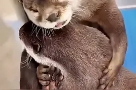 找爸爸的小水獭#人与动物和谐共处 #抖音看世界 #海外生活 #万物皆有灵性 #治愈系视频封面