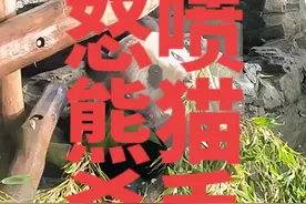 #大熊猫 #熊猫吃竹子视频 #德国#柏林视频封面