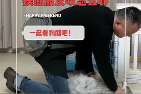 第四集：摸屁股反咬怎么办？ 对于小狗有咬人倾向的，我们千万不能退缩，不然它会越来越凶的，现在的纠正是为了救它，如果到1岁还咬人，那它就要去另外一个地方了。#训犬 #边牧 #幼犬 #萌宠 #vlog日常