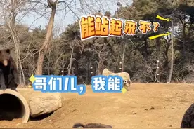 沈阳的动物，活儿不是一般的多 #沈阳森林动物园 #亲子游玩好去处 #寻美沈阳