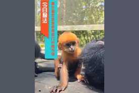 黑叶猴家族深陷拐卖门？ #黑叶猴高粽 #长隆野生动物世界 #黑叶猴 #幼崽成长记视频封面