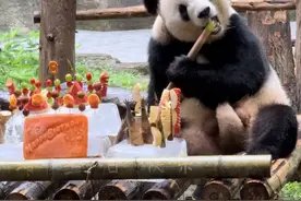 渝宝渝贝8周岁生日快乐！@熊乐乐(分身号) #大熊猫渝宝 #大熊猫渝贝 #生日快乐视频封面