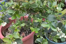 去年种的蓝莓开花了，#蓝莓 #l25蓝莓苗 #优瑞卡视频封面