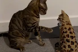 猫：你真的很装。#搞笑配音#搞笑