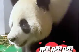 顶流来了！兰州野生动物园迎来4只大熊猫#甘肃 #大熊猫 #国宝熊猫 #兰州 #萌宠出道计划视频封面