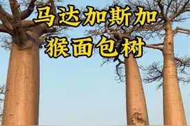 马达加斯加猴面包树，一生必去的地方之一，小王子的B612星球 #马达加斯加 #猴面包树 #旅行vlog #贝塔去旅行视频封面