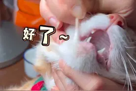 看我处理黑下巴有多快！这才两周就好啦 #养宠进阶指南 #养猫经验分享 #猫咪养护知识视频封面