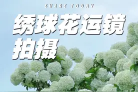 拍花学会运镜才好看 绣球花试试这样拍，简单又好看#拍花技巧 #拍花 #绣球花 #手机拍摄技巧 #运镜