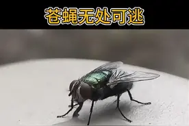 #科普 #科普知识 #科普一下 #冷知识 打苍蝇的技巧，你学会了吗？