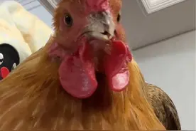老祖宗严选#饲养员日常 #动物的迷惑行为视频封面