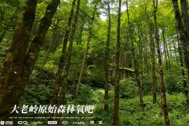 大老岭原始森林的天然氧吧