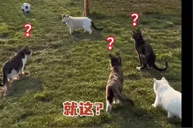 这种帐篷窝，对于猫来说是不是像住进了蒙古包 #我和流浪猫的故事 #流浪猫 #温柔的流浪小猫咪视频封面