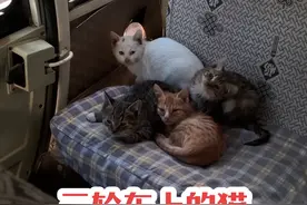 改造三轮车给流浪猫过冬！ 今天不发改造了 讲一讲车上的小猫的故事！#我和流浪猫的故事 #流浪猫 #救助流浪动物 #猫车 #弱小可怜又无助视频封面