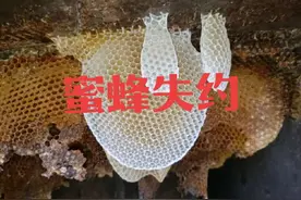 #蜜蜂窝#新蜂巢#老蜂巢#廖老三的乡村生活视频封面