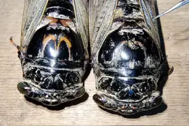 公蝉和母蝉的区别 #昆虫记