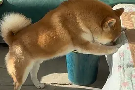 #萌宠出道计划 你们猜老王能不能给小金宝惊喜呢？#萌宠拜年 #纯种柴犬幼犬推荐官#才艺幼犬找新家 #柴犬日常视频封面