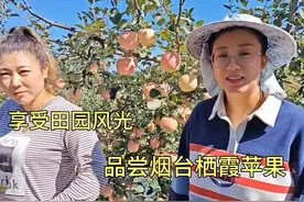 小贾带媳妇参观栖霞苹果园，空气中弥漫着苹果香气，享受田园生活视频封面