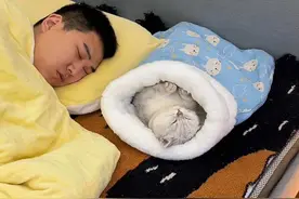 只要在枕头边放一个睡袋猫窝，小猫咪就会乖乖陪你睡觉啦#猫窝 #猫窝推荐 #萌宠好物 #猫咪睡觉 #睡觉搭子