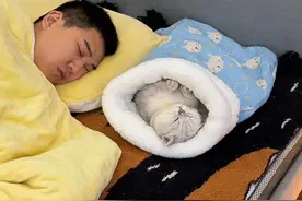 只要在枕头边放一个睡袋猫窝，小猫咪就会乖乖陪你睡觉啦#猫窝 #猫窝推荐 #萌宠好物 #猫咪睡觉 #睡觉搭子视频封面