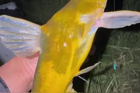 大河的回湾口钓黄辣丁鲶鱼，这种无鳞鱼一个地方还是不能经常钓 #黄辣丁 #夜钓 #野河野钓 #这鱼哪个钓友看了不羡慕 #鲶鱼