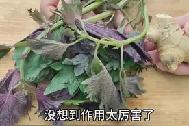 今天才知道，原来紫苏和生姜，一起捣烂后作用这么厉害？省钱实用