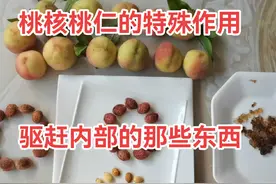 桃仁桃核的特殊作用，驱赶内部那些脏东西 #桃核 #桃核手串 #桃仁