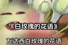 《白玫瑰の花语》