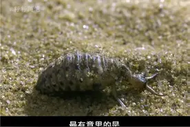 地牯牛，学名叫蚁狮，是一种珍贵的药材，它在以前的农村很常见，现在却很难见到了#地牯牛 #蚁狮 #带你涨知识