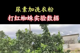 尿素加洗衣粉打红蜘蛛实验数据 #新农人计划2024 #抖音助农 #支持三农扶持三农发展