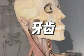 牙齿展示和科普 数一数你的牙齿有多少颗#科普 #标本 #人体视频封面