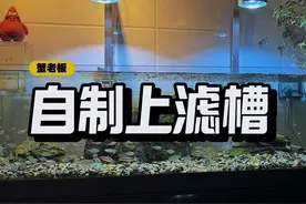 自制鱼缸上滤槽（这个不难！）#滴流盒 #鱼缸过滤视频封面