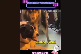 泰迪：第一次见把腚往我脸上甩的#狗狗 #柴犬 #萌宠 #泰迪 #动物的迷惑行为