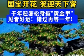 千年迎客松身披"黄金甲" 见者好运！错过再等一年！视频封面