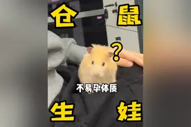 我家仓鼠生了一窝宝宝！！ 鼠鼠带娃日记#养鼠日常分享 #金丝熊怀孕 #金丝熊生崽崽 #仓鼠当妈妈 #仓鼠生产视频封面