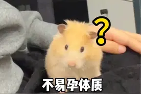 我家仓鼠生了一窝宝宝！！ 鼠鼠带娃日记#养鼠日常分享 #金丝熊怀孕 #金丝熊生崽崽 #仓鼠当妈妈 #仓鼠生产