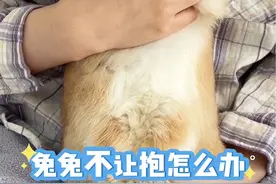 兔兔不让抱怎么办@兔兔百宝箱 #萌宠 #兔子 #科学养兔