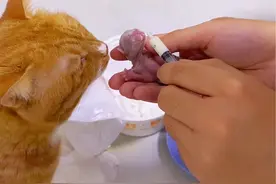 捡的小猫开始喂奶啦 #猫和孩子 #喂猫日记 #幼崽 #捡了个猫 #生小猫了视频封面