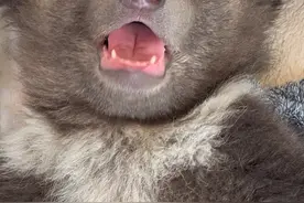 😭地球上真的不能没有小动物～～怎么会这么可爱，这么萌！天呐 #这个世界不能没有小狗 #小动物们能有多治愈 #萌宠 #萌宠分享