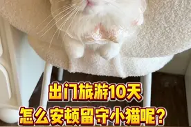 猫咪独自留守10天会不会抑郁？实际上… #猫狗双全 #猫咪留守#布偶猫 #萌宠日常记录