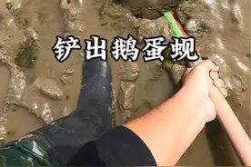 老王用铁锹铲出鹅蛋蚬还有藏在海虹下的螃蟹和好盐劝蛏蛏不出非要让我挖蛏蛏才出 #赶海 #新农人计划2024