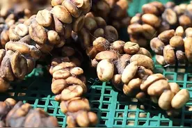 猫屎咖啡，真的是猫的便便吗？#猫屎咖啡 #麝香猫 #醋宝